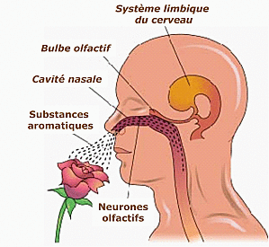 L’Olfactothérapie, une autre façon d’utiliser les huiles essentielles